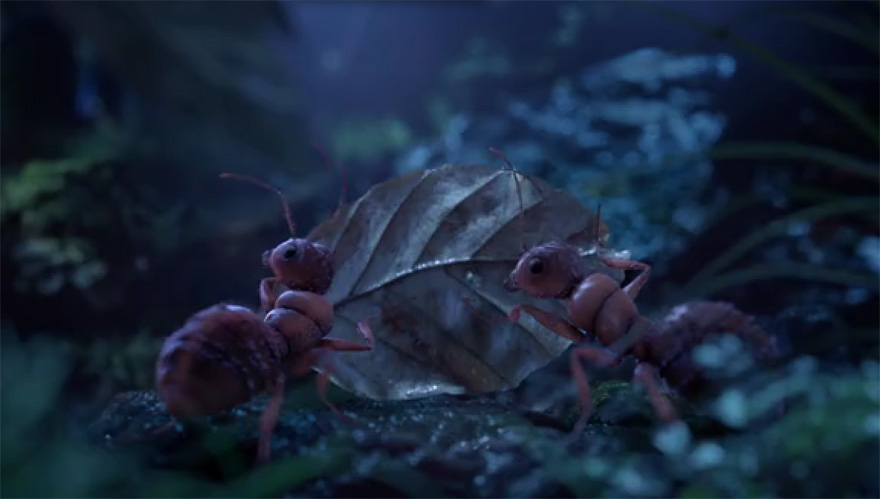 Rugbybugs FMX 2014 trailer